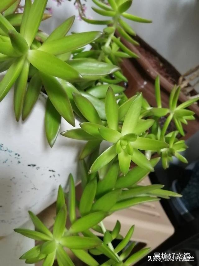 绿萝在什么温度下长的好?什么温度下不易存活?