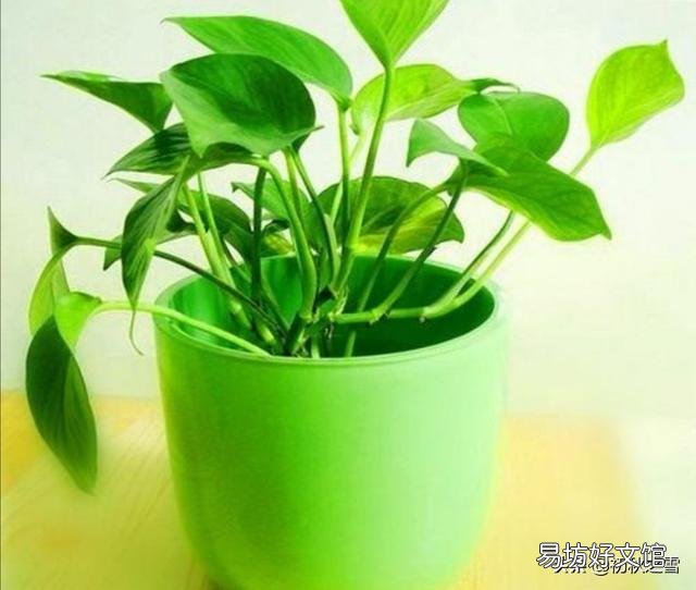 绿萝在什么温度下长的好?什么温度下不易存活?