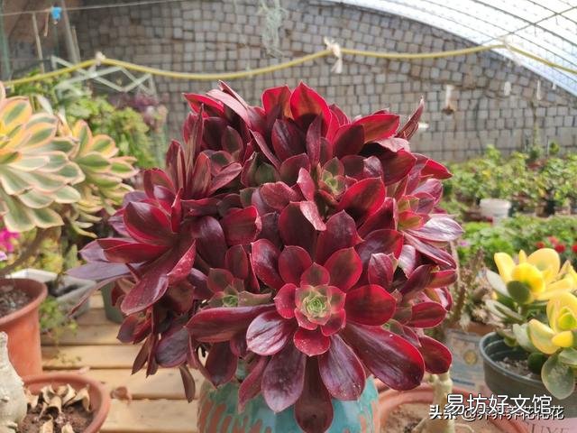 多肉植物法师多久应该换盆?要注意什么?
