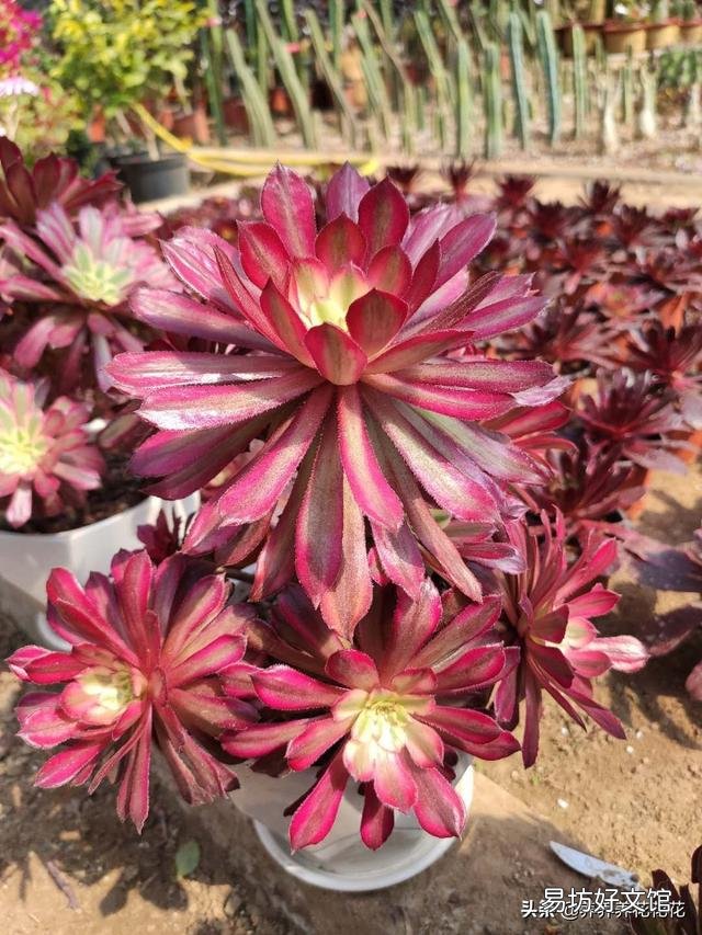 多肉植物法师多久应该换盆?要注意什么?