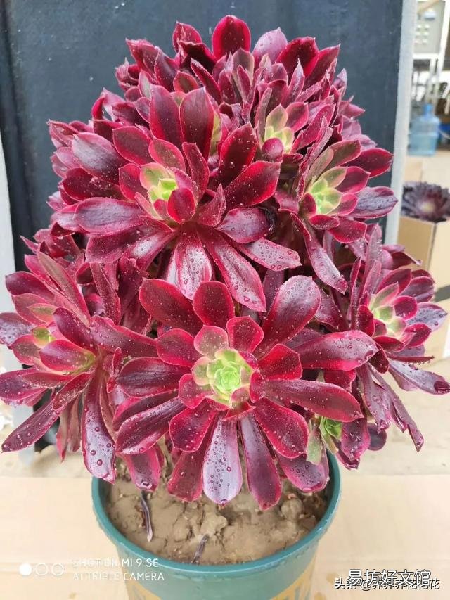 多肉植物法师多久应该换盆?要注意什么?