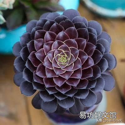 多肉植物法师多久应该换盆?要注意什么?