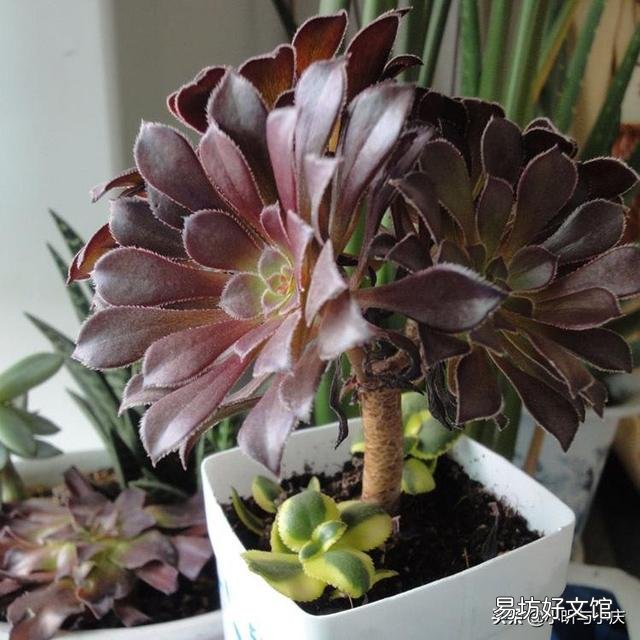 多肉植物法师多久应该换盆?要注意什么?