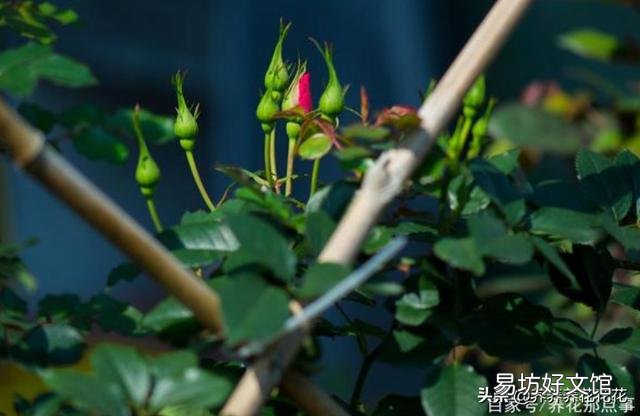 月季根部同时出现多个笋芽怎么办？