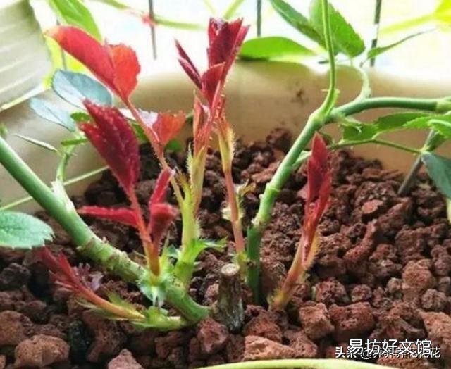 月季根部同时出现多个笋芽怎么办？