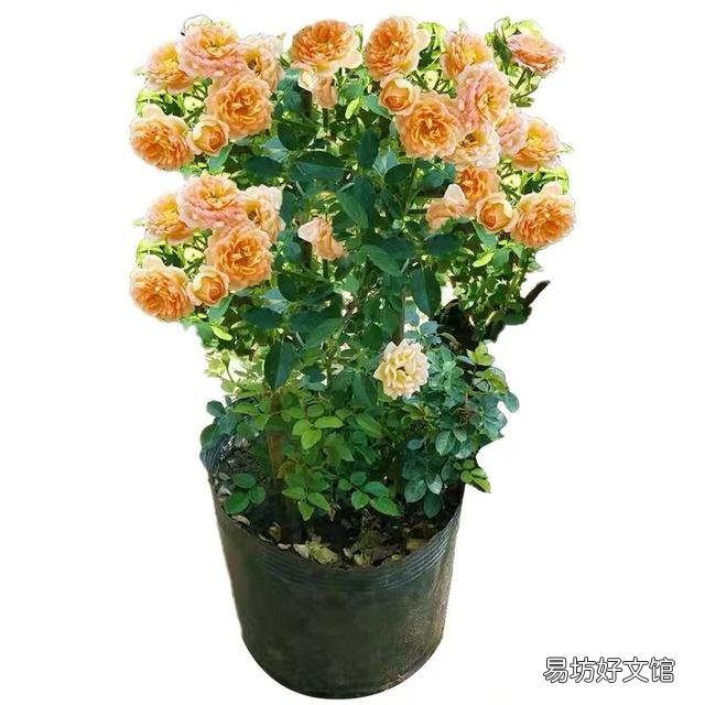 月季根部同时出现多个笋芽怎么办？
