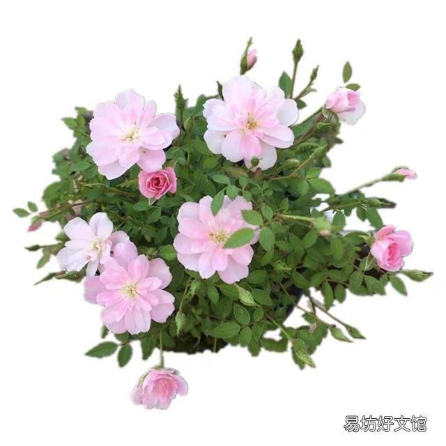 月季根部同时出现多个笋芽怎么办？