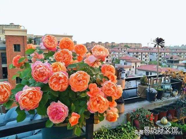 月季根部同时出现多个笋芽怎么办？