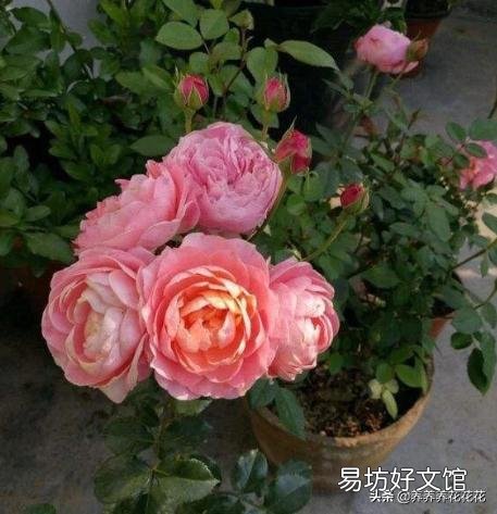 月季根部同时出现多个笋芽怎么办？