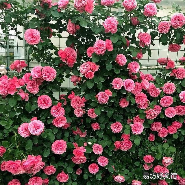 月季根部同时出现多个笋芽怎么办？