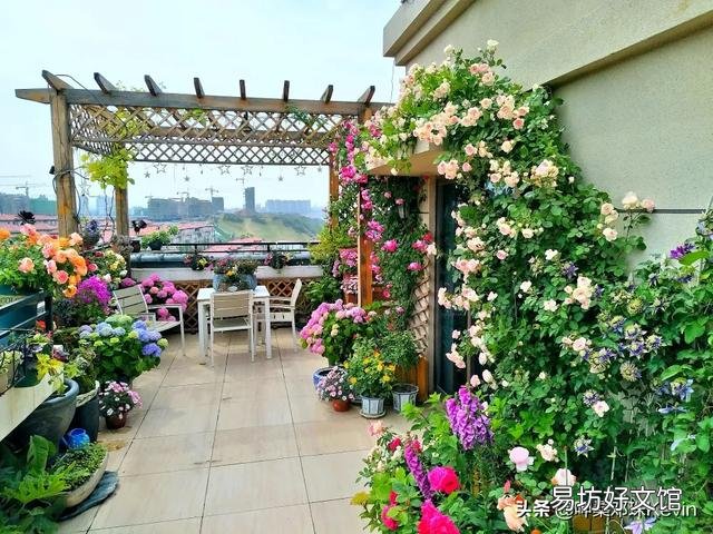 月季根部同时出现多个笋芽怎么办？