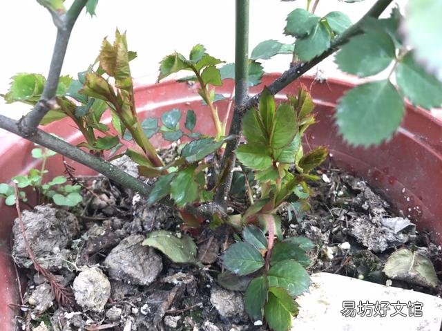 月季根部同时出现多个笋芽怎么办？