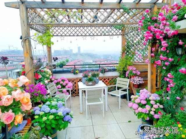 月季根部同时出现多个笋芽怎么办？