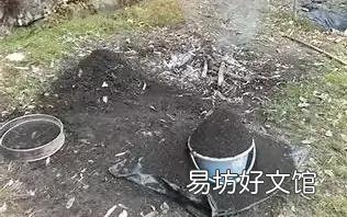虎皮兰烂根没有多菌灵怎么办?