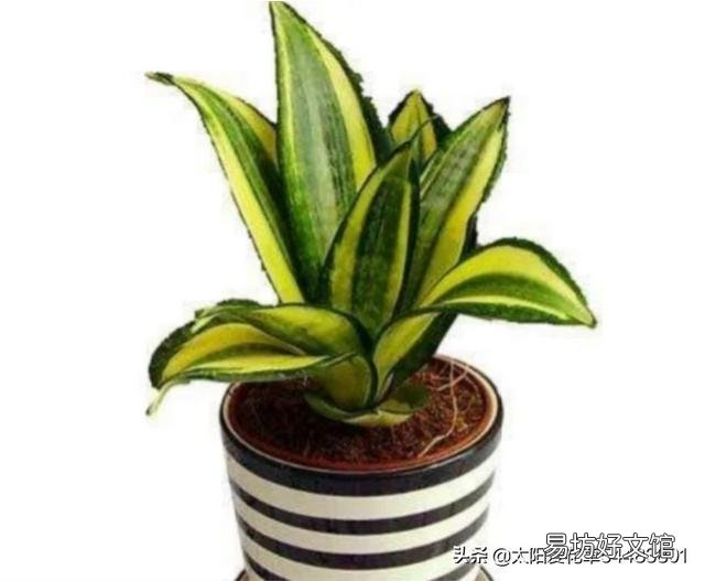 虎皮兰烂根没有多菌灵怎么办?