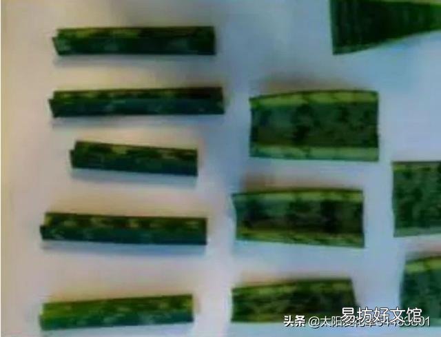 虎皮兰烂根没有多菌灵怎么办?
