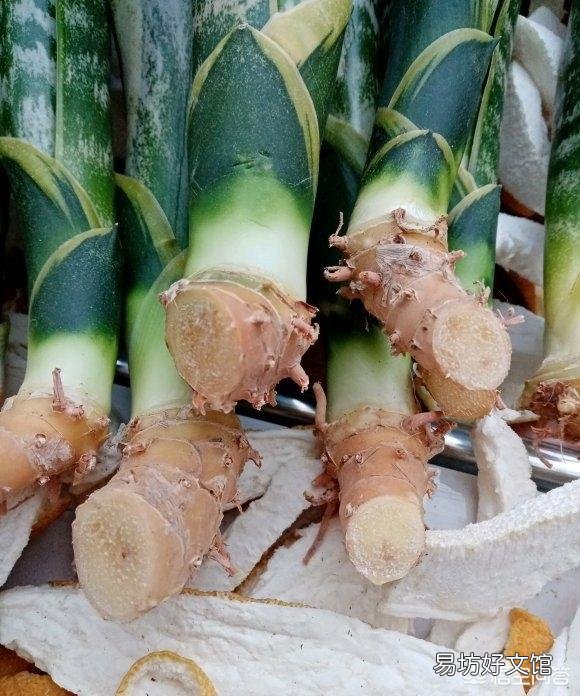 虎皮兰烂根没有多菌灵怎么办?