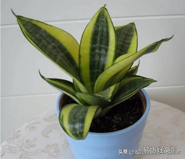虎皮兰烂根没有多菌灵怎么办?