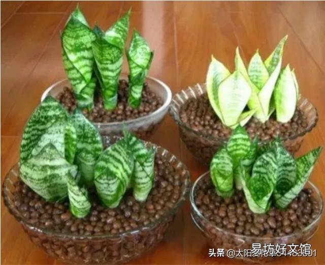 虎皮兰烂根没有多菌灵怎么办?