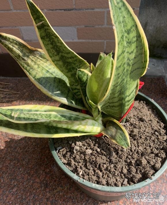 虎皮兰烂根没有多菌灵怎么办?