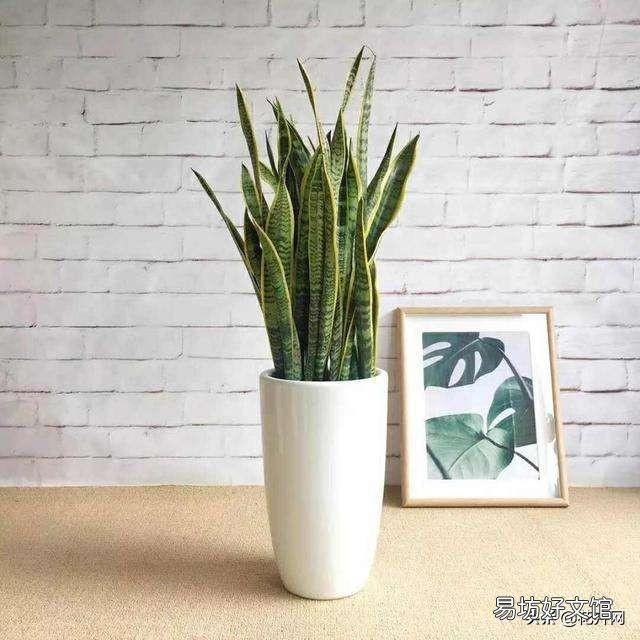虎皮兰烂根没有多菌灵怎么办?
