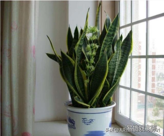 虎皮兰烂根没有多菌灵怎么办?