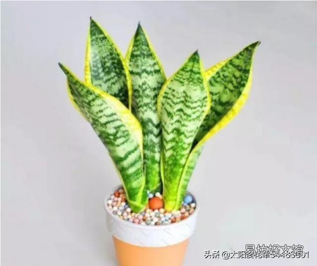虎皮兰烂根没有多菌灵怎么办?
