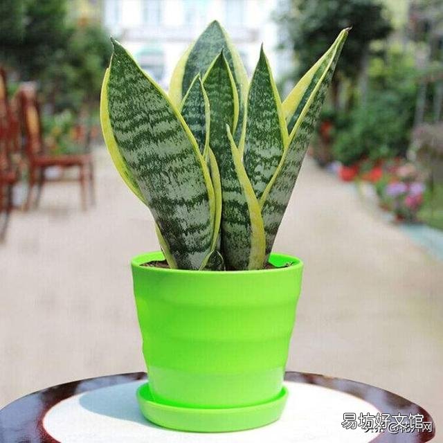 虎皮兰烂根没有多菌灵怎么办?