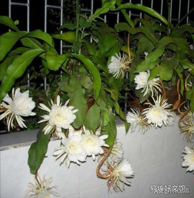 昙花最多是什么颜色?怎么养?