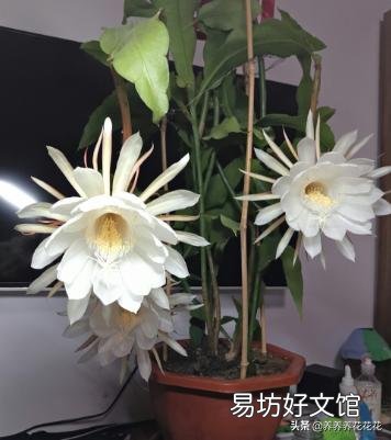 昙花最多是什么颜色?怎么养?