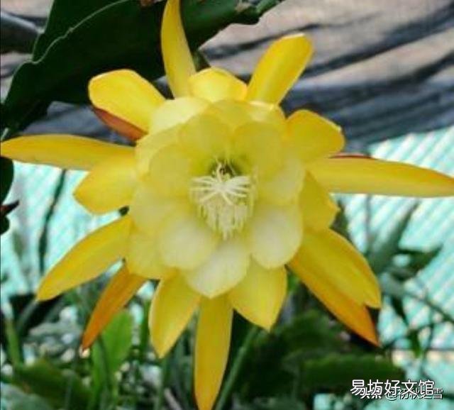 昙花最多是什么颜色?怎么养?