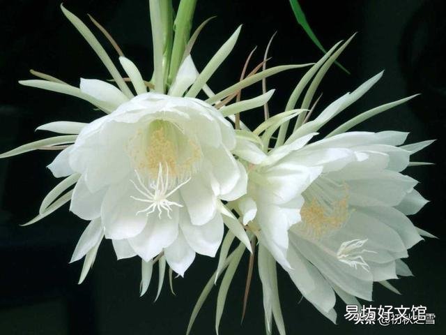昙花最多是什么颜色?怎么养?