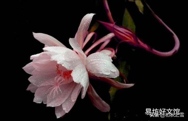 昙花最多是什么颜色?怎么养?