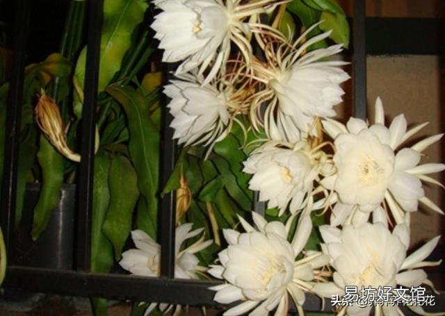 昙花最多是什么颜色?怎么养?