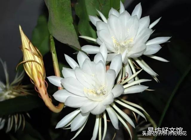 昙花最多是什么颜色?怎么养?