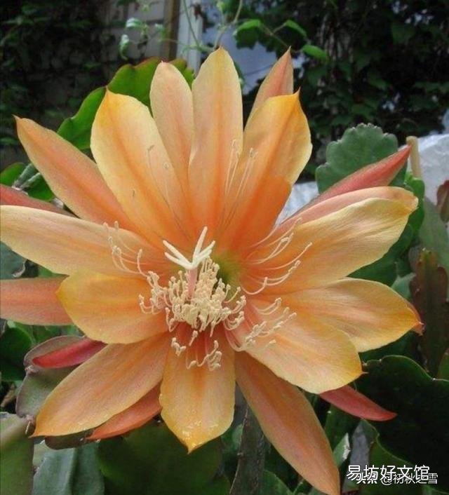 昙花最多是什么颜色?怎么养?