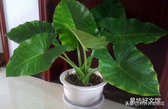滴水观音好养吗?需要施肥吗?