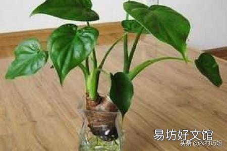 滴水观音好养吗?需要施肥吗?