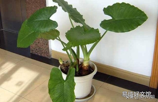 滴水观音好养吗?需要施肥吗?