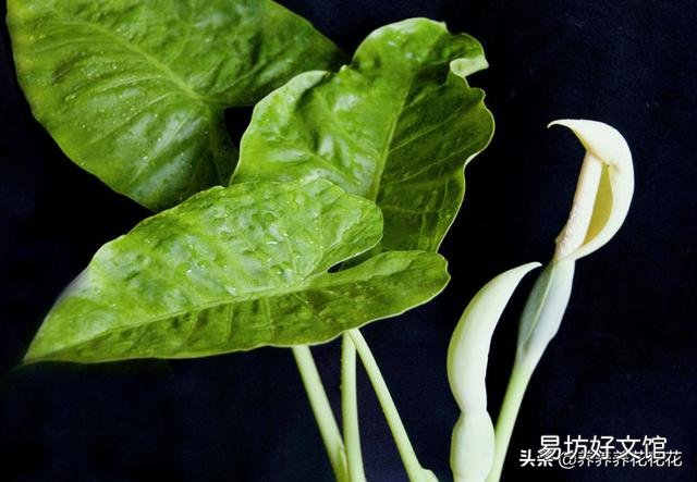 滴水观音好养吗?需要施肥吗?