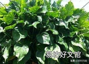 滴水观音好养吗?需要施肥吗?