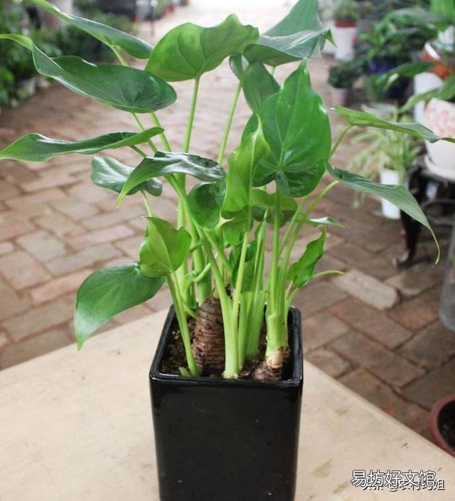 滴水观音好养吗?需要施肥吗?