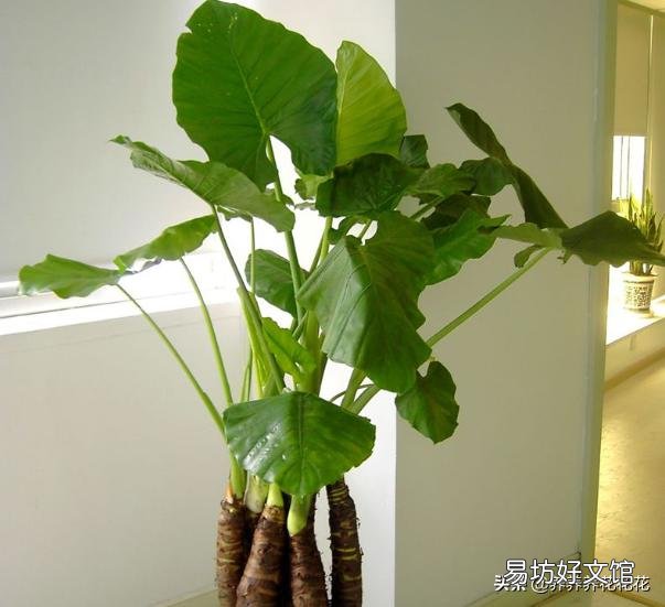 滴水观音好养吗?需要施肥吗?
