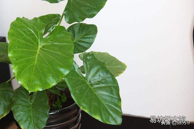 滴水观音好养吗?需要施肥吗?