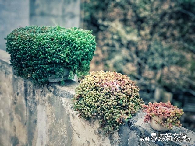 从花卉市场买回来的花盆的土为啥硬的很?怎么办呢?