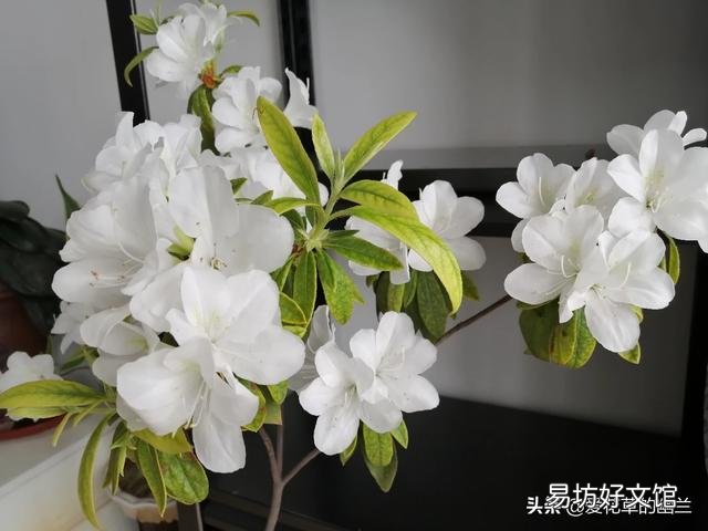 从花卉市场买回来的花盆的土为啥硬的很?怎么办呢?
