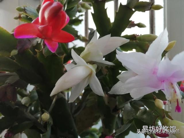 从花卉市场买回来的花盆的土为啥硬的很?怎么办呢?