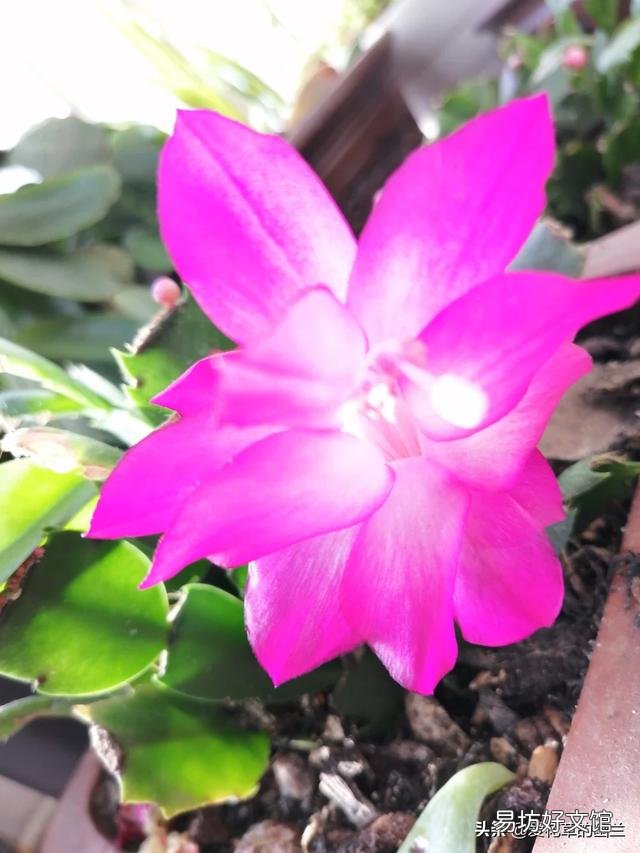 从花卉市场买回来的花盆的土为啥硬的很?怎么办呢?
