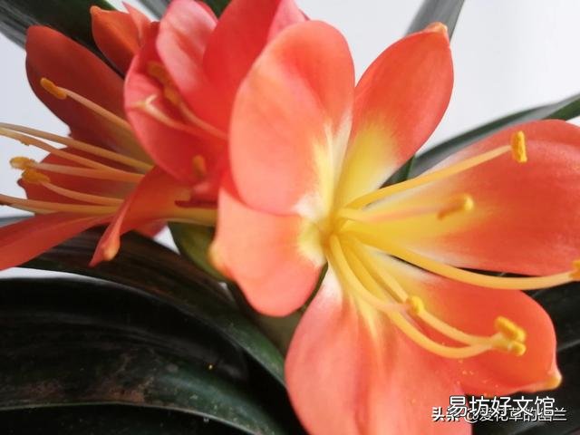 从花卉市场买回来的花盆的土为啥硬的很?怎么办呢?