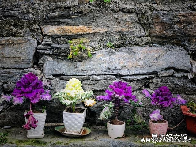 从花卉市场买回来的花盆的土为啥硬的很?怎么办呢?